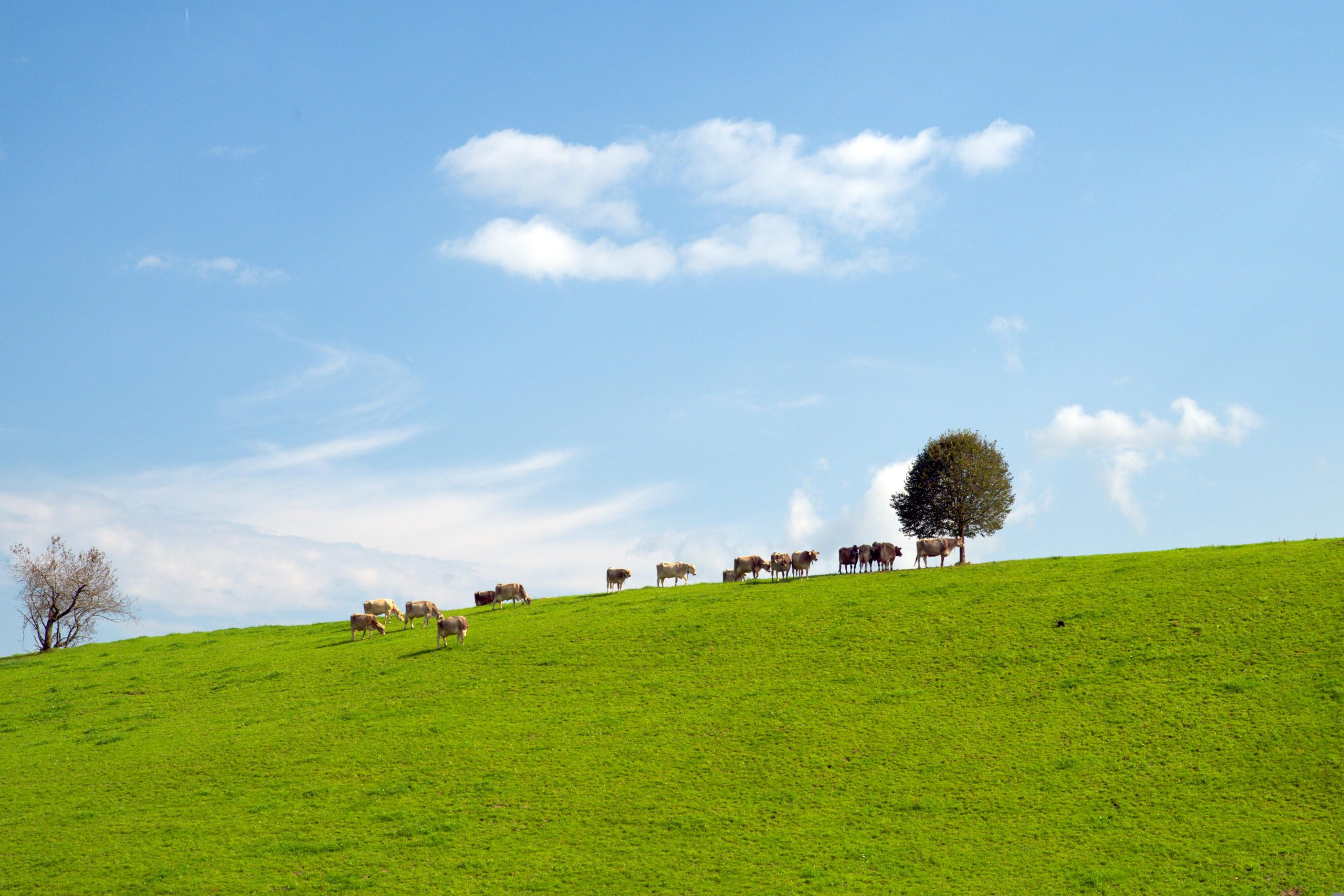 MEAT TECH Kühe auf Weide